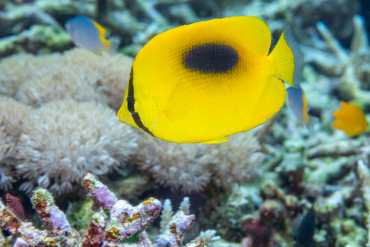 An adult mirror butterflyfish (Chaetodon speculum), off Kri Island, Raja Ampat