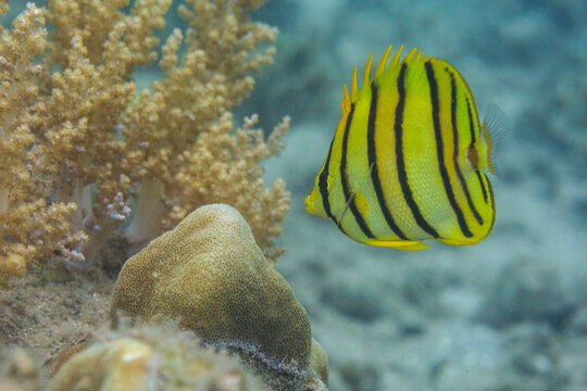An adult eightband butterflyfish (Chaetodon octofasciatus), off Kawe Island, Raja Ampat