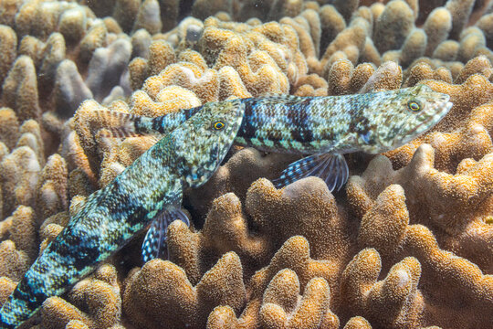 A pair of adult variegated lizardfish (Synodus variegatus), off Bangka Island, near Manado, Sulawesi