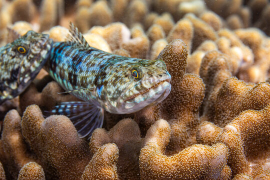 A pair of adult variegated lizardfish (Synodus variegatus), off Bangka Island, near Manado, Sulawesi