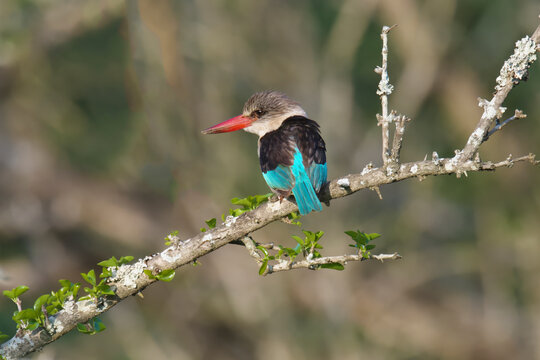 Brown-hooded kingfisher (Halcyon albiventris) on a branch, Kwazulu Natal Province