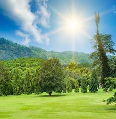 Fototapeta na wymiar Botanical garden with rare exotic trees. Sri Lanka.