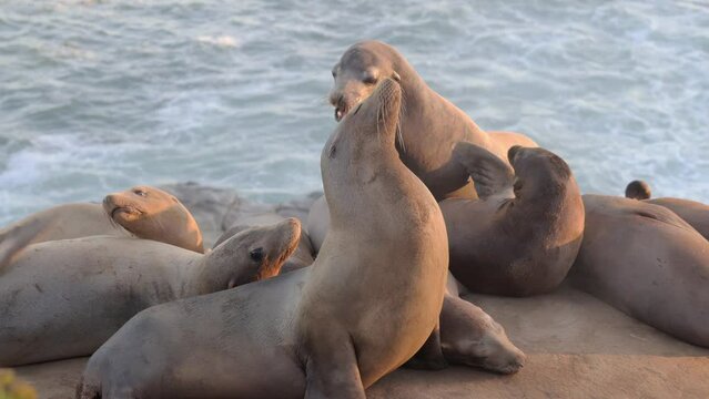 Sea Lions at La Jolla Cove in San Diego
