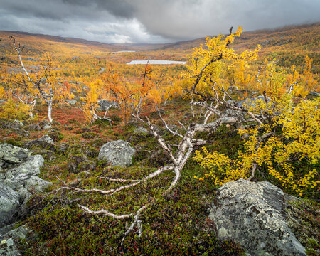 View of silver birch (Betula pendula) and fells, autumn colour, Norway