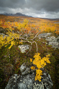 View of silver birch (Betula pendula) and fells, autumn colour, Norway