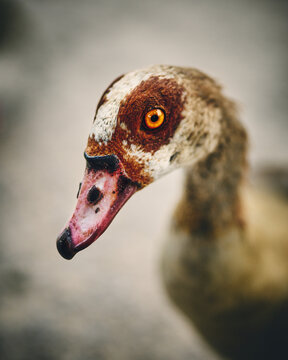 Nile Goose in close up. High quality photo