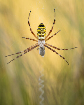 Wasp spider (Argiope bruennichi) on web amongst long grass, Elmley Nature Reserve, Isle of Sheppey, Kent, England