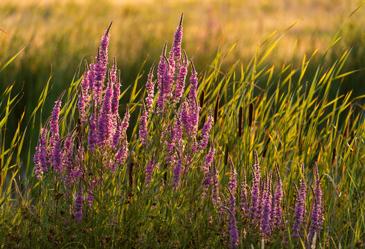 Purple loosestrife (Lythrum salicaria) in evening sunlight, Elmley Nature Reserve, Isle of Sheppey, Kent, England