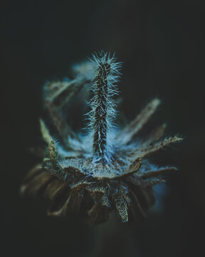 Velvet Flower Blossom Dark Moody. High quality photo