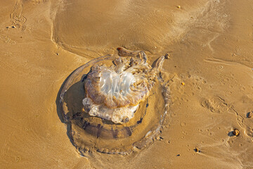 dead jellyfish on a sandy beach