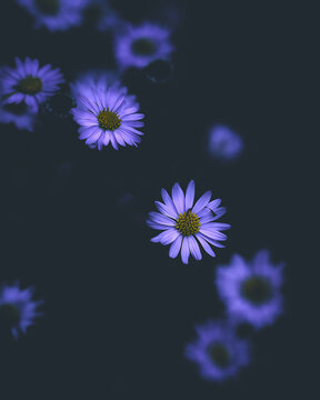 Velvet Flower Blossom Dark Moody. High quality photo