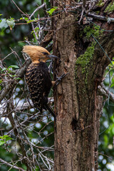 Blond-crested Woodpecker in The Atlantic forest, Brazil. Woodpecker in the wildlife.