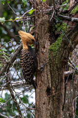 Blond-crested Woodpecker in The Atlantic forest, Brazil. Woodpecker in the wildlife.