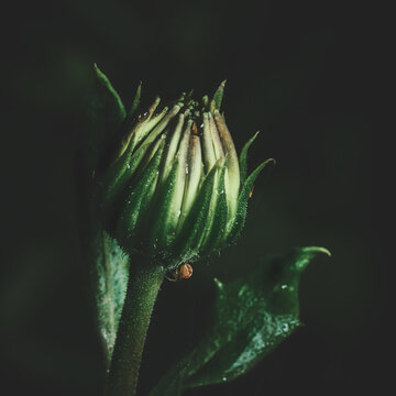 Flower Moody Green macro. High quality photo