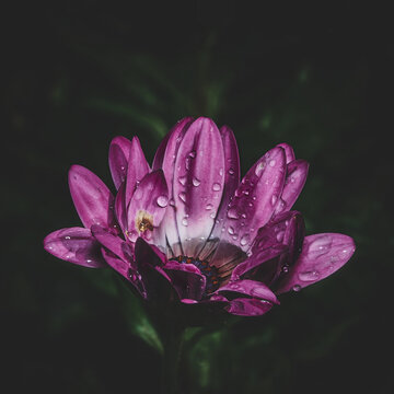 Velvet Flower Blossom Dark Moody with raindrops. High quality photo