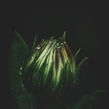 Flower Moody Green macro. High quality photo