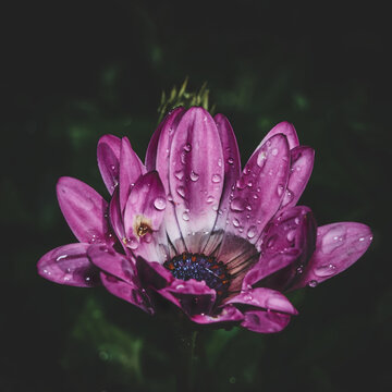 Velvet Flower Blossom Dark Moody with raindrops. High quality photo