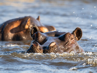 Fototapeta premium Flusspferd