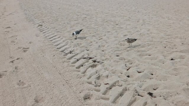 Seagulls foraging for food as they walk along sandy Miami Beach coastline.