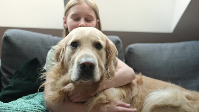 Child girl hugging golden retriever dog at home. Pretty preteen kid petting purebred pet doggy in loft room
