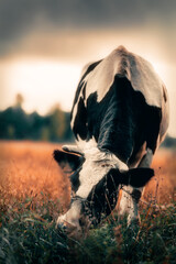 cow on field - obrazy, fototapety, plakaty