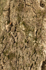 bark of a cork oak tree