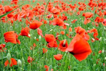 Fototapeta premium field of red poppies in spring