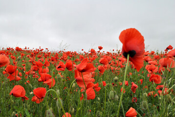 field of poppies