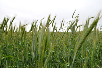 green wheat in the wind