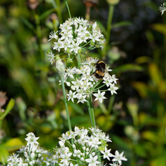 A Bombus terrestris (Buff-tailed bumblebee) collecting nectar from small starry creamy-white...