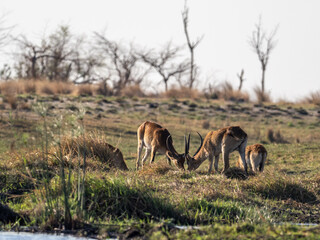 Antilope