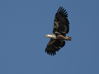 Naklejka premium Fischadler