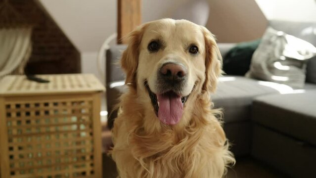 Golden retriever dog with tonque out sitting and loooking in different directions at home. Purebred pet doggy indoors portrait