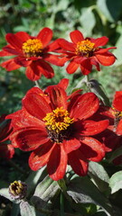 Zinnia
Flower
A genus of annual and perennial herbs and subshrubs of the Asteraceae family.
