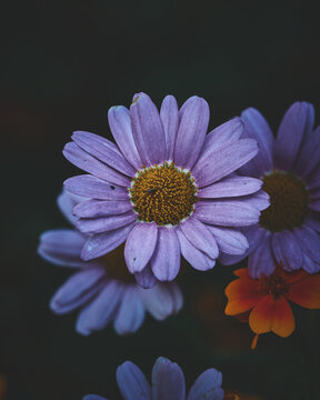 Velvet Flower Blossom Dark Moody. High quality photo