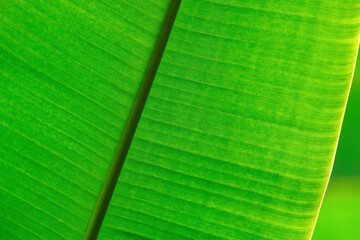 natural green floral background - texture of wide leaves of tropical plant