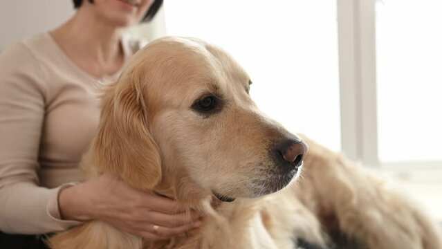 Woman is petting golden retriever dog sitting on sofa at home closeup. Pretty young woman with purebred doggy pet friend indoors