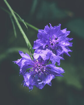 Velvet Flower Blossom Dark Moody. High quality photo