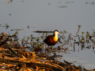 Blaustirn-Blatth&uuml;hnchen