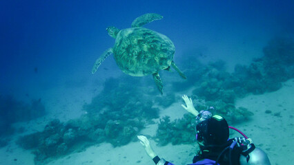 Hawksbill sea turtle (Eretmochelys imbricata) or Green sea turtle (Chelonia mydas)