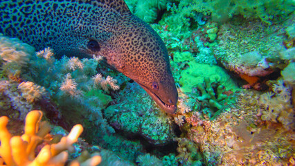 Marine fish Giant moray (Gymnothorax javanicus) swims between corals, wide shot. Red Sea