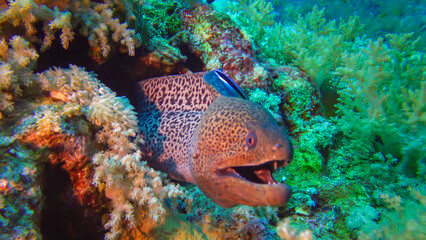 Naklejka na ściany i meble Marine fish Giant moray (Gymnothorax javanicus) swims between corals, wide shot. Red Sea