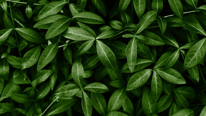 Natural background of green leaves. Selective focus.