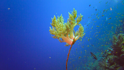 (Dendronephthya sp.) soft corals grown on a weave-like coral on the reef of Elfin Ston, Red Sea