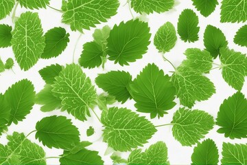Green Strawberry Leaf isolated over white background