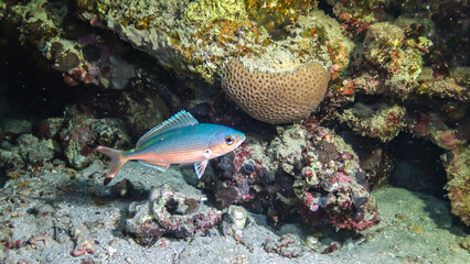 Red Sea ghost crab (Ocypode saratan), crab runs along the sand, burrows in the sand on the beach of the Red Sea