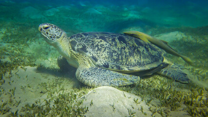 Hawksbill sea turtle (Eretmochelys imbricata) or Green sea turtle (Chelonia mydas) eating seaweed on the seabed