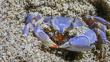 Red Sea ghost crab (Ocypode saratan), crab runs along the sand, burrows in the sand