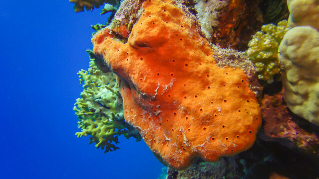 Large pink sponge on a colorful coral reef in the Red Sea