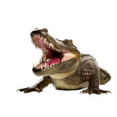 Obraz premium an American alligator (Alligator mississippiensis) with open mouth and full body 3/4 view in a Wildlife-themed, photorealistic illustration in a PNG format, cutout, and isolated. Generative ai